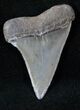 Fossil Mako Shark Tooth - SC #12621-1
